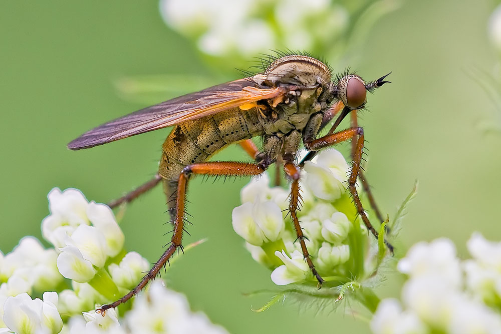 Empis (Pachymeria) scotica (Empididae) e Scyomizidae